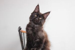 Apollo